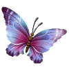 butterfly_2015_6a